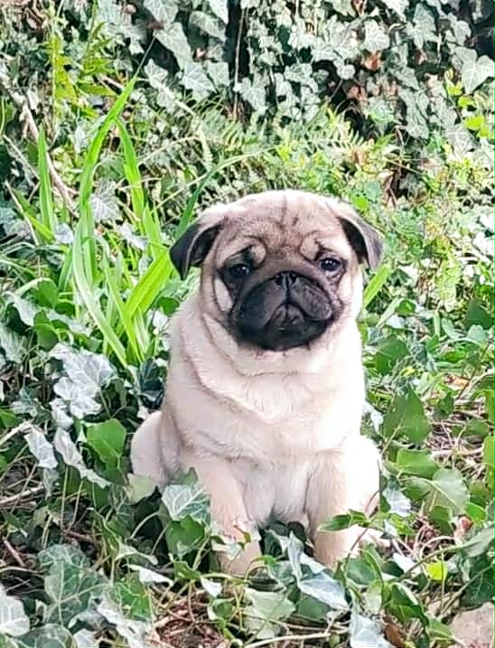 Lyolik Pug