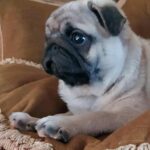 Lyolik-male-pug-puppy-for-sale-1 (4)