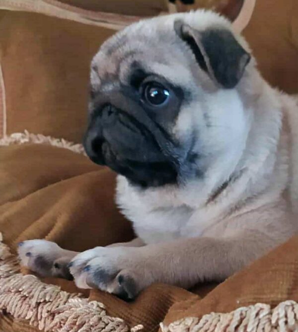Lyolik Pug