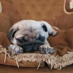 Lyolik-male-pug-puppy-for-sale-1 (5)