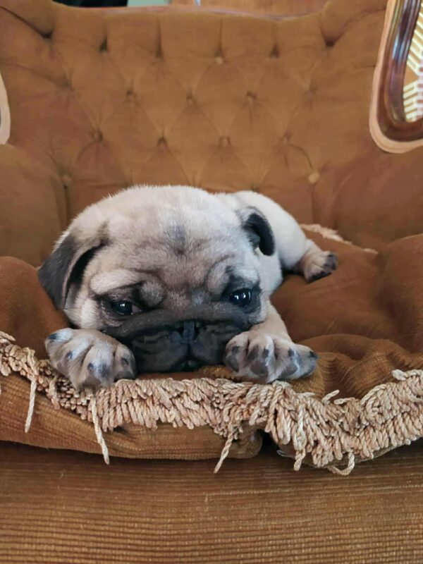 Lyolik Pug