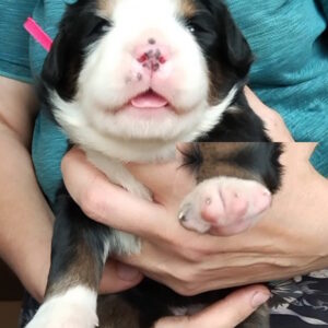 Madlen Bernese Mountain Dog