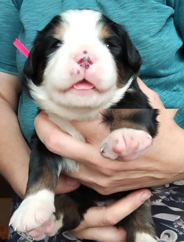 Madlen Bernese Mountain Dog