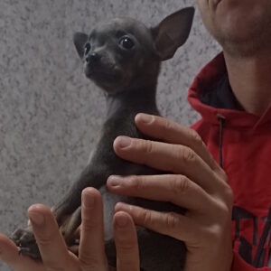 Malta Russian Toy Terrier