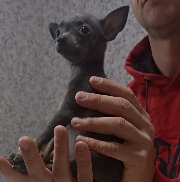 Malta Russian Toy Terrier
