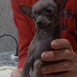 Malta-female-Russian-Toy-Terrier-puppy-for-sale-1 (2)