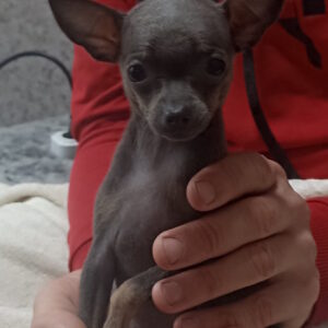 Malta Russian Toy Terrier