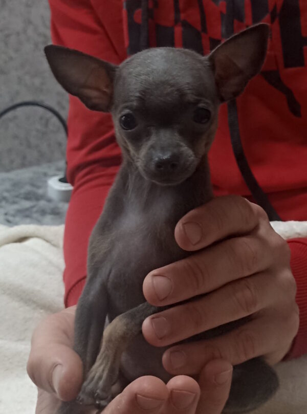 Malta Russian Toy Terrier