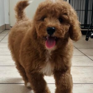 Marco Goldendoodle