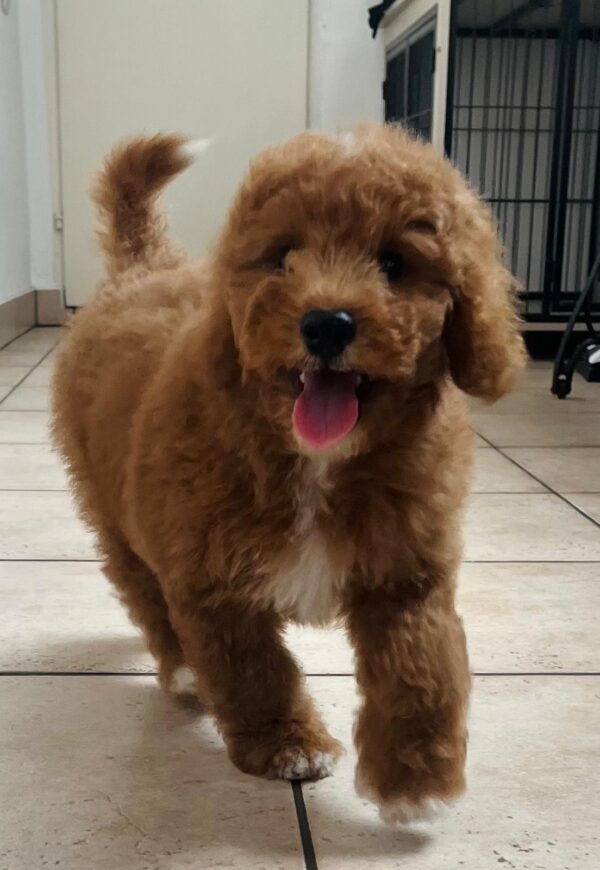 Marco Goldendoodle