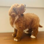 Marco-male-golden-doodle-puppy-for-sale (2)