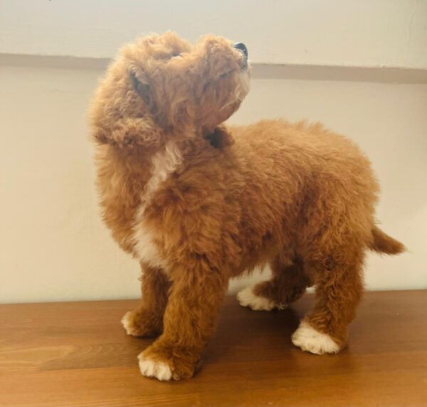 Marco Goldendoodle