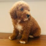 Marco-male-golden-doodle-puppy-for-sale (3)