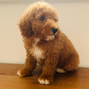 Marco Goldendoodle