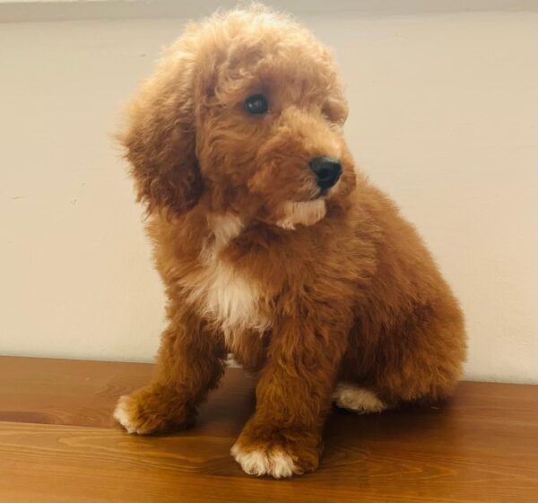 Marco Goldendoodle