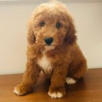 Marco-male-golden-doodle-puppy-for-sale (4)