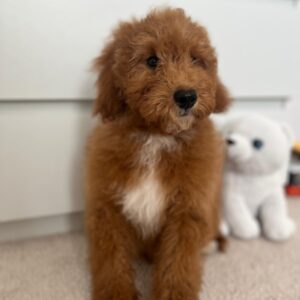 Marco Goldendoodle