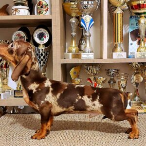 Marik Miniature Dachshund