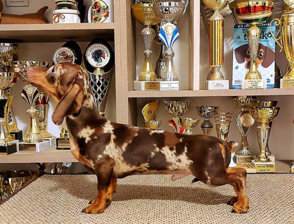 Marik Miniature Dachshund