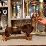 Marik-male-miniature-dachshund-puppy-for-sale-1 (2)