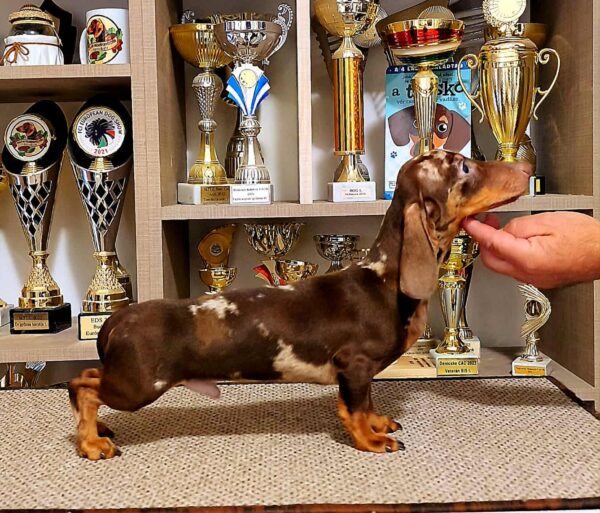 Marik Miniature Dachshund