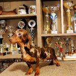Marik-male-miniature-dachshund-puppy-for-sale-1 (3)