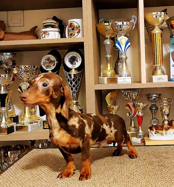 Marik Miniature Dachshund