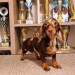Marik-male-miniature-dachshund-puppy-for-sale-1 (4)