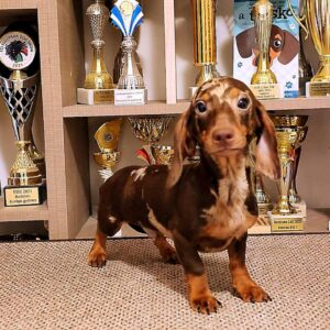 Marik Miniature Dachshund