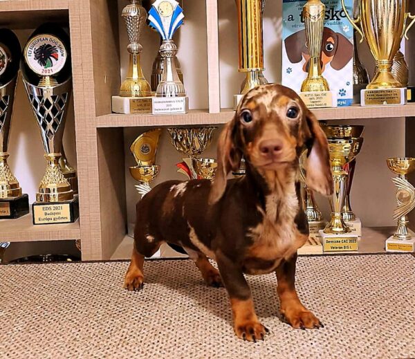 Marik Miniature Dachshund