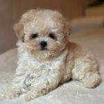 Mars-male-maltipoo-puppy-for-sale-1 (1)