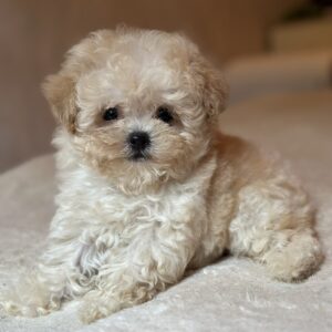 Mars Maltipoo