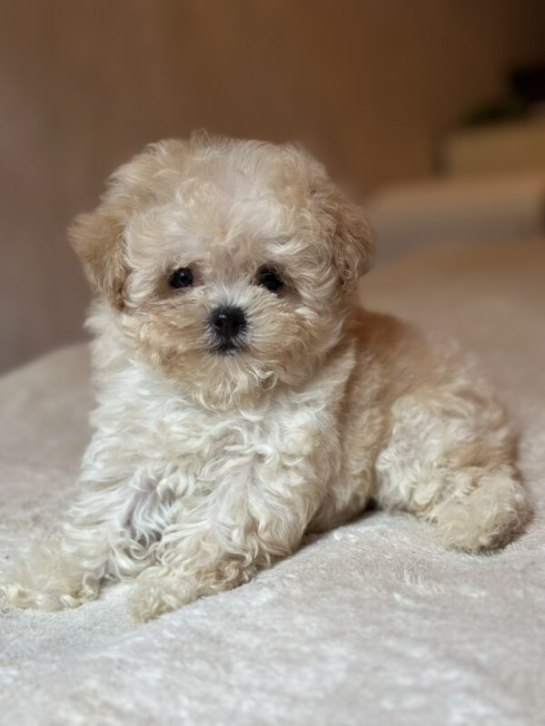 Mars Maltipoo