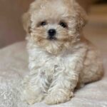 Mars-male-maltipoo-puppy-for-sale-1 (2)