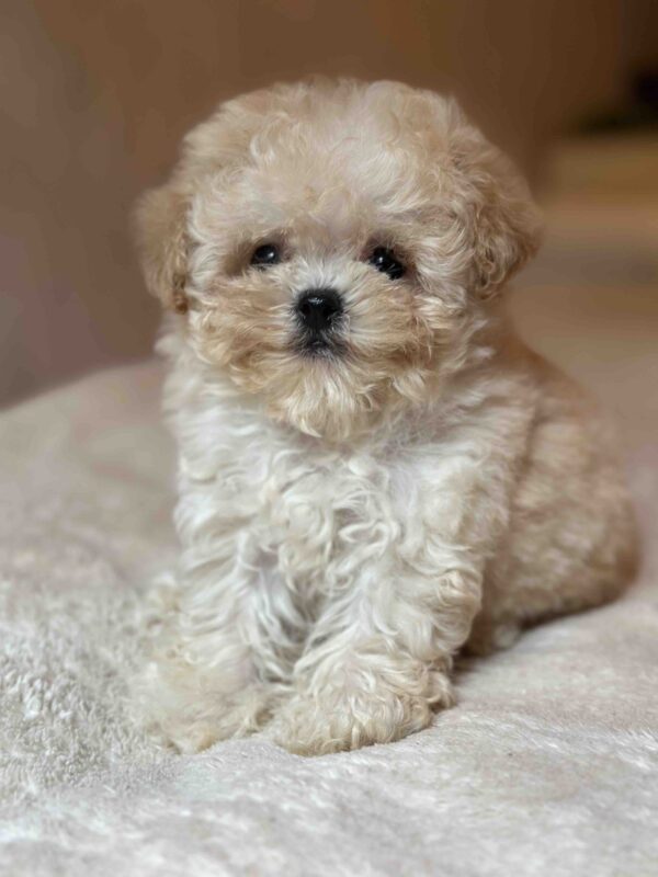 Mars Maltipoo