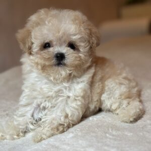 Mars Maltipoo