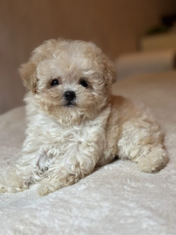 Mars Maltipoo