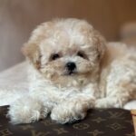Mars-male-maltipoo-puppy-for-sale-1 (4)