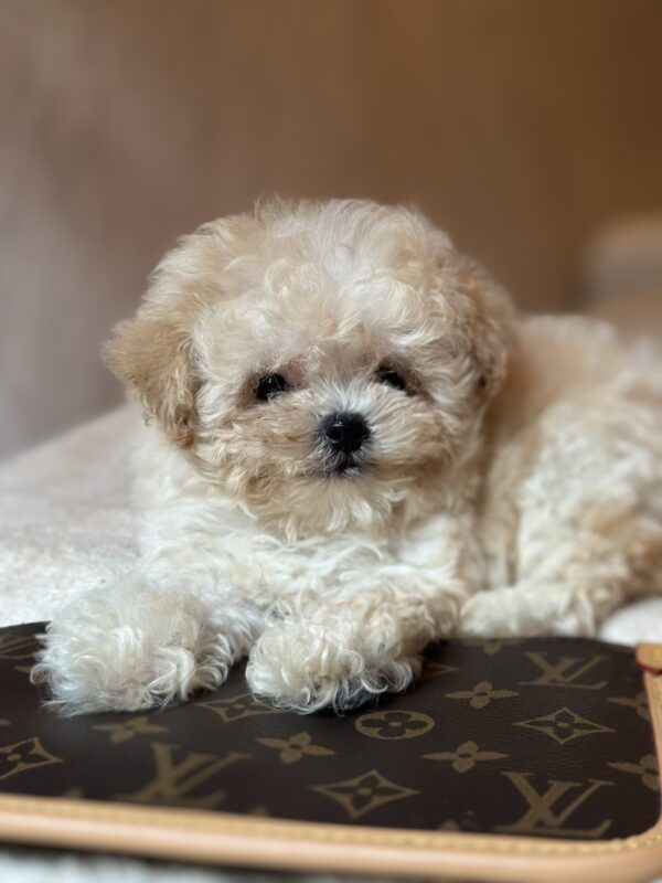 Mars Maltipoo