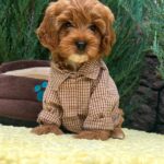 Marsal-male-Cavapoo-puppy-for-sale-1