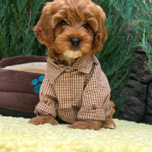 Marsal Cavapoo