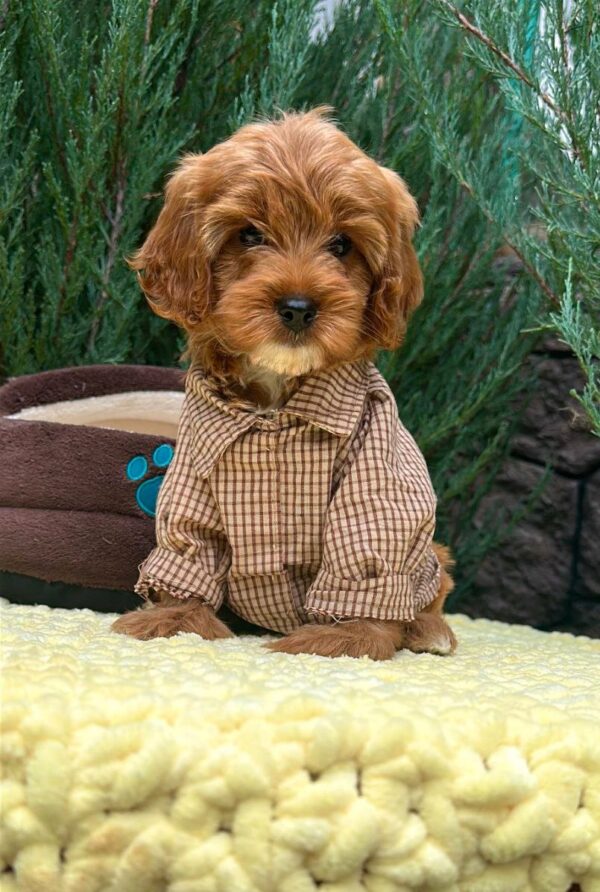 Marsal Cavapoo