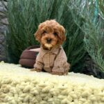 Marsal-male-Cavapoo-puppy-for-sale-2