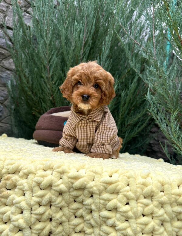 Marsal Cavapoo