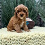 Marsal-male-Cavapoo-puppy-for-sale-3