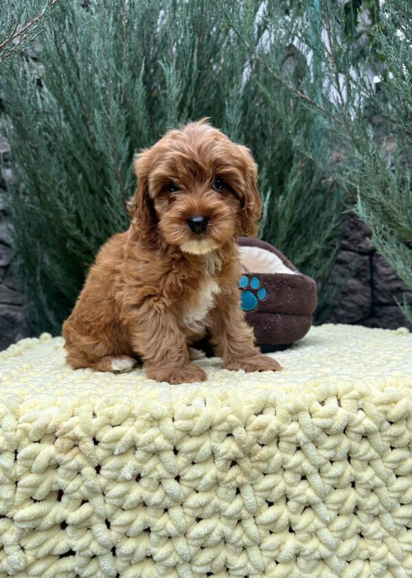 Marsal Cavapoo