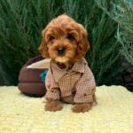 Marsal-male-Cavapoo-puppy-for-sale-4