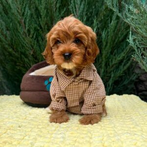 Marsal Cavapoo