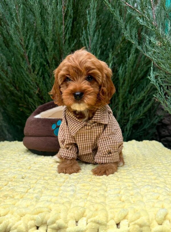 Marsal Cavapoo