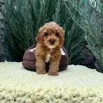 Marsal-male-Cavapoo-puppy-for-sale-5